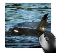 3dRose mp_96454_1 8 x 8-Inch Killer Whales or Orca, San Juan Islands, Washington - Us48 Ksc0024 - Kevin Schafer Mouse Pad
