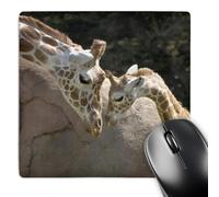 3dRose mp_96857_1 8 x 8-Inch Mother and Baby Giraffe, San Francisco Zoo - Us48 Tau0001 - Tananarive Aubert Mouse Pad