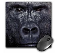 3dRose mp_9907_1 8 x 8-Inch Lowland Gorilla Mouse Pad
