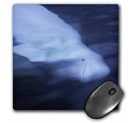 3dRose mp_9908_1 8 x 8-Inch Wild Beluga Whale or Sea Canary Under The Water Surface Looking up Mouse Pad
