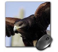 3dRose mp_9914_1 8 x 8-Inch Harris Hawk, Parabuteo unicintus Saguaro National Park Mouse Pad