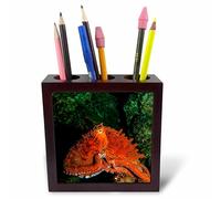 3dRose ph_226709_1 5-Inch Giant Pacific Octopus Portrait Off Vancouver Island/B.C./Canada Tile Pen Holder
