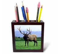 3dRose ph_229392_1 5-Inch "Two Elk Bulls Grazing in a Meadow/Alaska Wildlife Centre/Alaska" Tile Pen Holder