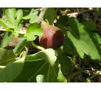 3ft Tall Patio Ficus Little Mis Figgy Fig Tree Fruit Plant in a 3L Pot Direct Plants Multi One Size