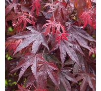 (3L) Acer Palmatum 'Bloodgood' | Japanese Maple Deciduous Garden Plant Tree In Pot