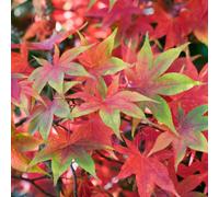 (3L) Acer Palmatum 'Osakazuki' | Japanese Maple Deciduous Garden Plant Tree In Pot