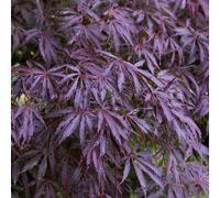 (3L) Acer Palmatum 'Trompenburg' | Japanese Maple Deciduous Garden Plant Tree In Pot