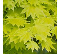 (3L) Acer Shirasawanum 'Aureum' | Japanese Maple Deciduous Garden Plant Tree In Pot