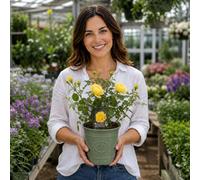 3L Golden Wedding Yellow Rose Bush With Premium Plastic Olive Grey Planter - Elegant Outdoor Plant