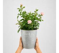 3L Happy Silver Wedding Light Pink Rose Bush With Metal Vertical Line Zinc Planter - Elegant Garden Plant