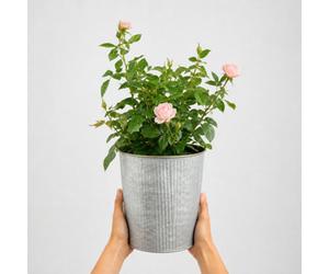 3L Happy Silver Wedding Light Pink Rose Bush With Metal Vertical Line Zinc Planter - Elegant Garden Plant