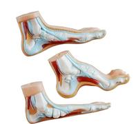 3PCS Anatomical Foot Structure Models Life Size Foot Anatomy Models for Classroom Demonstration and Clinical Settings Rehabilitation Tool