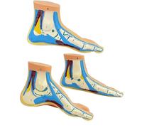 3PCS Anatomical Foot Structure Models Life Size PVC Anatomy Models for Teaching Rehabilitation Practice Bend Model