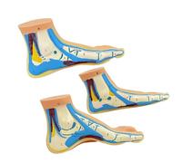 3PCS Anatomical Foot Structure Models Life Size PVC Foot Anatomy Models for Teaching Rehabilitation Practice Clinical Teaching Model