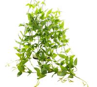 3Pcs Clematis Vine, 31.5 Inch Long Elegant Realistic Clematis Artificial Hanging Greenery Decorative for Any Occasion or Event, Artificial Plants