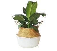 3PCS Foldable Storage Baskets Wicker Rattan Laundry Straw Patchwork Flower Pot Seagrass Belly Garden Planter Basket(WHITE)