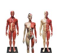 3Pcs Human Anatomy Figure - 30Cm Male & Female Anatomy Figure Mannequin Drawing Figures - Human Muscle Skeleton Anatomical Model - Reference for Artist,a