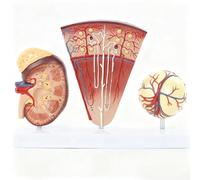 3PCS Human Kidney Nephron and Glomerulus Model with Digital Sign and Base, Kidney Anatomy Model, PVC Material for Biology Teaching Aid Nursing Education