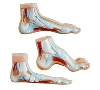 3PCS Life Size Foot Anatomy Models Foot Structure Demonstration Models for Rehabilitation Training Classroom Teaching Orthopedic Demonstration