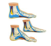 3PCS Life Size Human Foot Structure Anatomy Models Anatomical PVC Foot Models for Clinical Rehabilitation Demonstration Training Demonstration