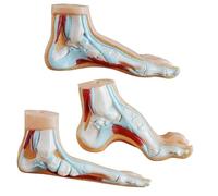 3PCS Professional Anatomical Foot Models Life Size PVC Foot Structure Anatomy Set for Training and Teaching Bend Model