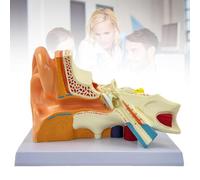 3X/4X/5X Magnification Ear Anatomical Model Outer Middle Inner Ear Model for Medical Anatomy and Physiology Study Research Teaching Display with Base, Enlarged,3X