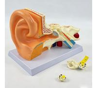3X Enlarged Detachable Human Right Ear Anatomy Model with Digital Signs