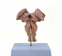 3X Enlarged Human Brainstem Model - Medulla Oblongata, Pons & Midbrain 3 Parts, Detailed Human Brain Anatomy Model for Medical Research & Neuroscience Education