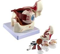 3X Enlarged Human Eye Anatomical Model, Eyeball Anatomy Model with Removable 10 Parts, Showing Cornea Iris Lens and Vitreous Body, for Medical Study Classroom Display