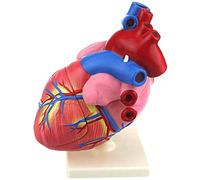 3X Enlarged Human Heart Anatomy Model, Educational & Medica | 3X enlarged, human heart anatomy, human organ detail, educational anatomical model, medical teaching, reusable