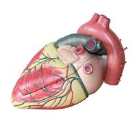 3X Enlarged Human Heart Model in Diastole, 27CM Large Anatomical Model with Magnetic Assembly Detachable 3 Parts Human Model