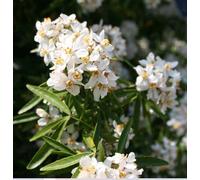 3X Extra Large Choisya Aztec Pearl Evergreen Shrubs In 3 Litre Pots By Direct Plants