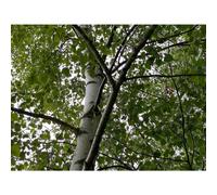 3x Extra Large Silver Birch Trees 6-7ft Tall Supplied in Pots By Direct Plants