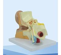 3X Human Ear Anatomy Model Shows External,Middle And Inner Ear Removable Pieces,Assembly Educational Model Anatomical Human Giant Ear Model Human Organ Anatomical Model