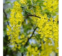 3X Laburnum Vossii Golden Rain Trees 30-50Cm Potted By Direct Plants