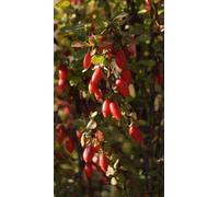3X Large Lycium Goji Fruit Bushes 2/3 Litre Pots By Direct Plants