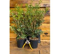 3X Large Osmanthus Burkwoodii Evergreen Fragrant Shrubs In 3 Litre Pots By Direct Plants