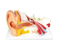 3X Magnification 4 Part Ear Anatomical Model Outer Middle Inner Ear Model for Medical Anatomy and Physiology Study Research Teaching Display with Base，Enlarged Human Ear Model Anatomy