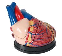 3X Magnification Heart Study Model,with Clear Texture and 3 Detachable Parts for Understanding The Structure of The Human Heart