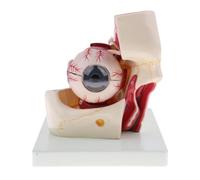 3X Magnification Human Eye Anatomical Model for Science Education - Detachable Bracket Included