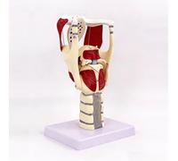 3X Magnified Adam'S Apple Model with Digital Signs for Anatomy Training