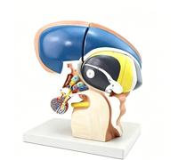 3X Magnified Brain Stem Anatomy Model, Human Brainstem & Hypothalamic Nuclei Anatomical Model, for Medical Students & Clinical Patient Demonstration