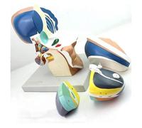 3X Magnified Human Anatomy Brain Model,Dissecting Brain 4 Parts - For Medical Education Training Aid And Neuroscience Teaching