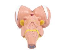 3X Magnified Human Brains Anatomical Model for Enhanced Medicals Education and Training Programs PVC Construction Neurology Model