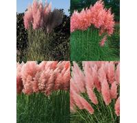 3x Pink Pampas Grass Large Plants *Value Pack* Supplied in 3 Litre Pots Direct Plants Pink One Size