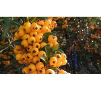 3X Pyracantha Soliel D'or Evergreen Shrub 3-4Ft Extra Large By Direct Plants