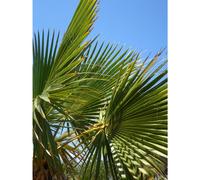 3x Trachycarpus Fortunei Fan Palm Trees 30-40cm in 2/3 Litre Pots By Direct Plants