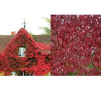 3X Virginia Creeper Climbing Plants In Pots By Direct Plants