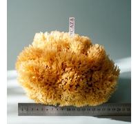 3XL 22CM Giant Sponges from The Ocean, Whole Natural Sea Sponges (3XL Size Approx 20-22cm)