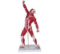 4: 1 Human Body Muscle Anatomy Model Shallow Muscle Anatomy Muscle Torso Medical Aid Teaching 50 Cm Tools of 69 parts of